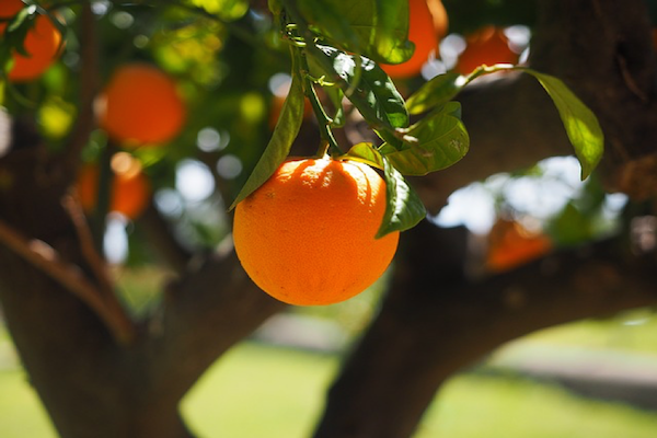 Sunzest Fruits, la empresa que reinventa la forma de vender fruta