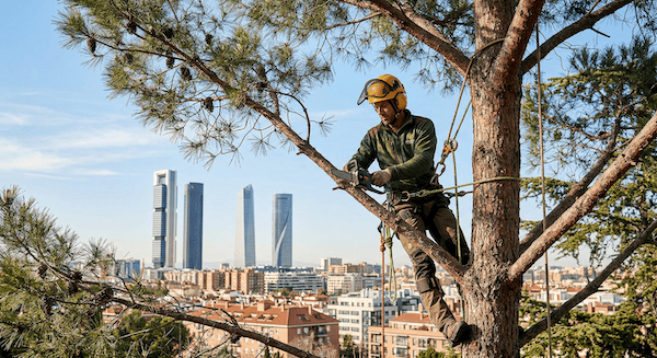 The Green Liability: Cómo la alta especialización en servicios forestales protege el ROI de los activos inmobiliarios